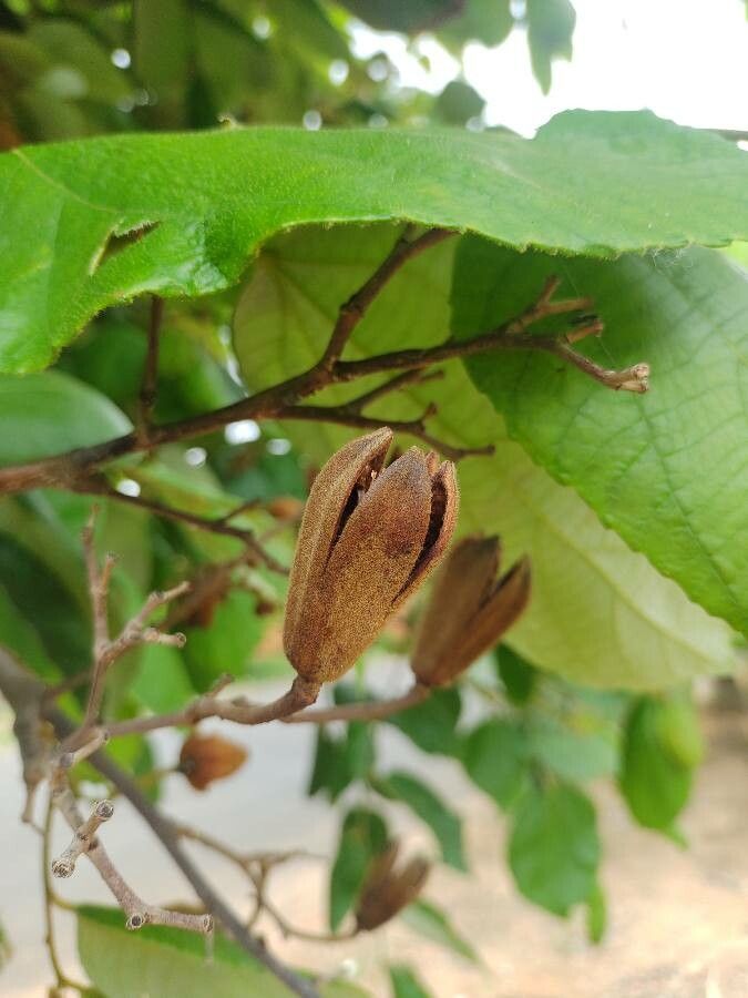 Luehea grandiflora fruit