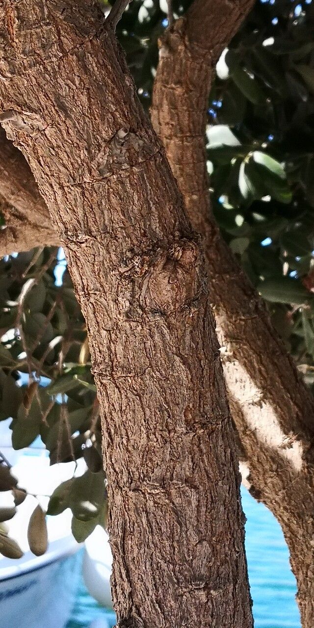 Arctostaphylos confertiflora bark