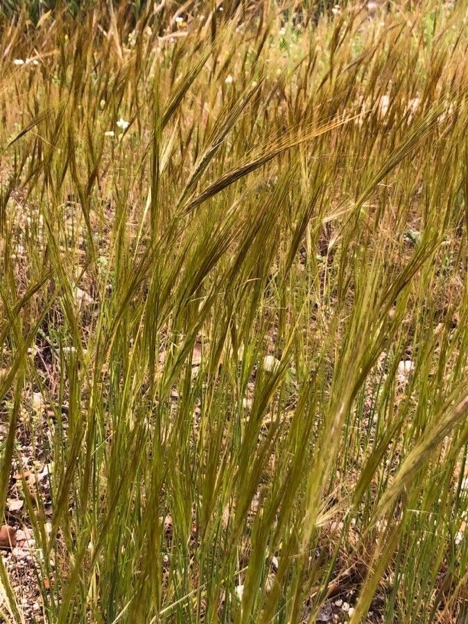 Stipa capensis fruit