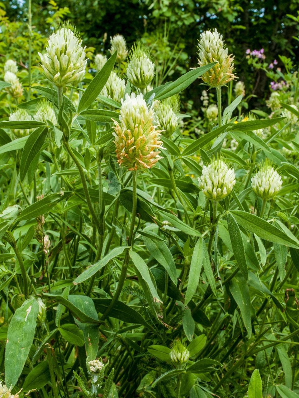 Trifolium pannonicum — search result for 'Trifolium'