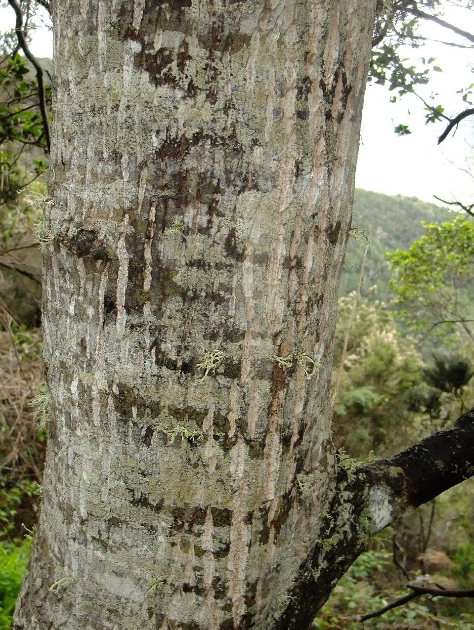 Heberdenia bahamensis bark