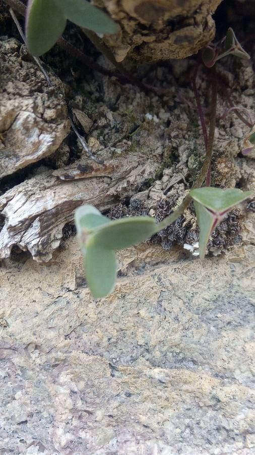 Oxalis violacea leaf