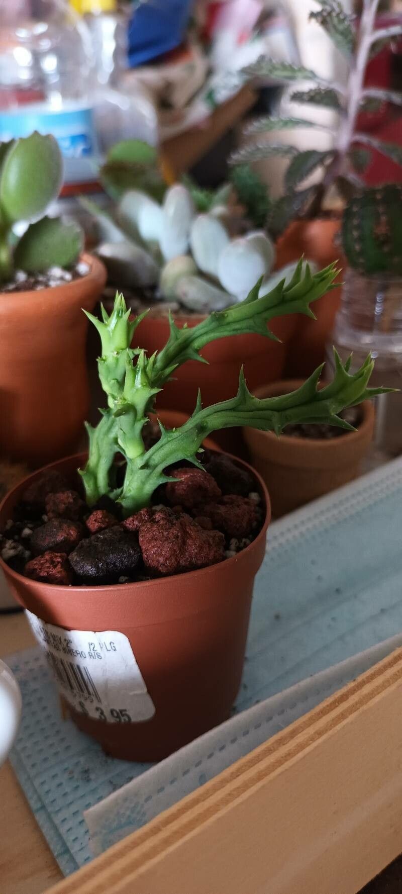 Orbea semota — search result for 'Orbea'