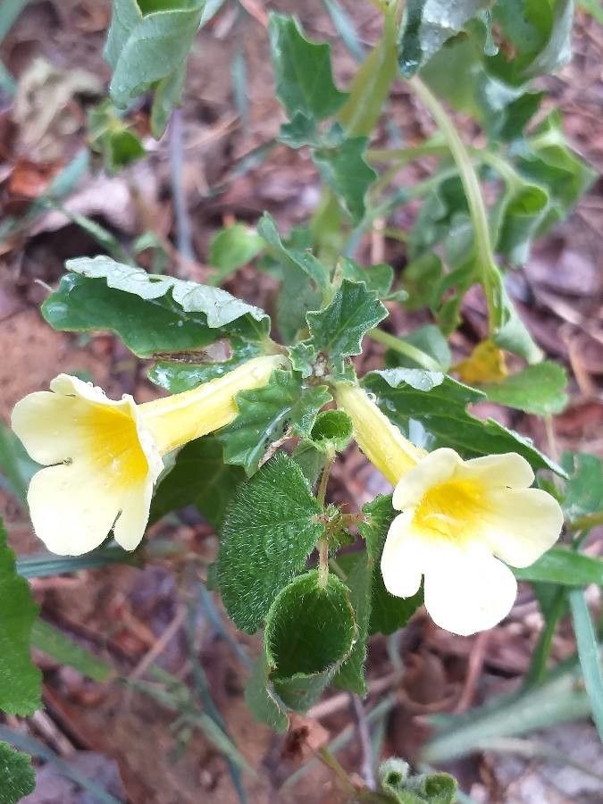 Pedalium murex flower