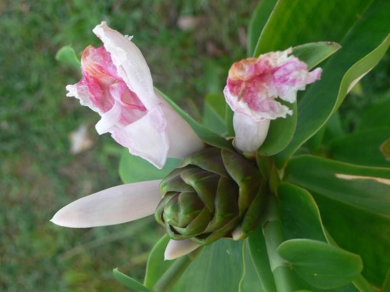 Costus guanaiensis bark