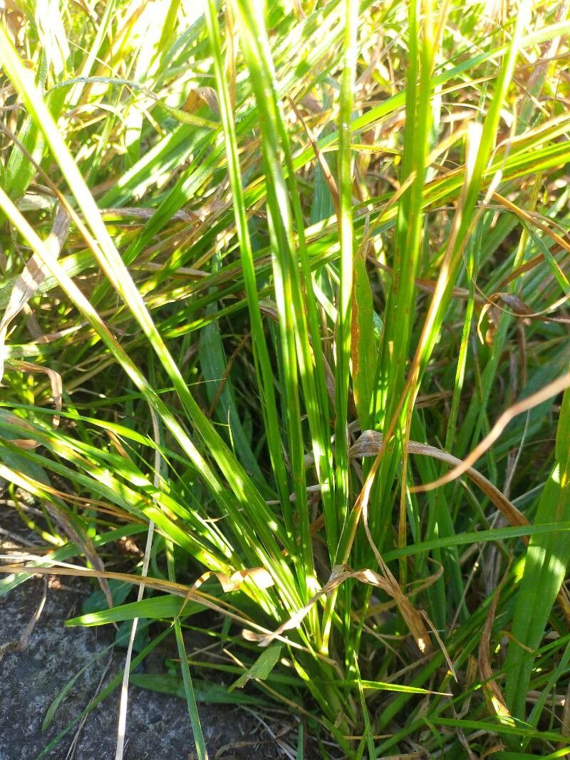 Sporobolus africanus — related species from the same genus