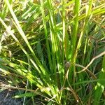 Sporobolus africanus