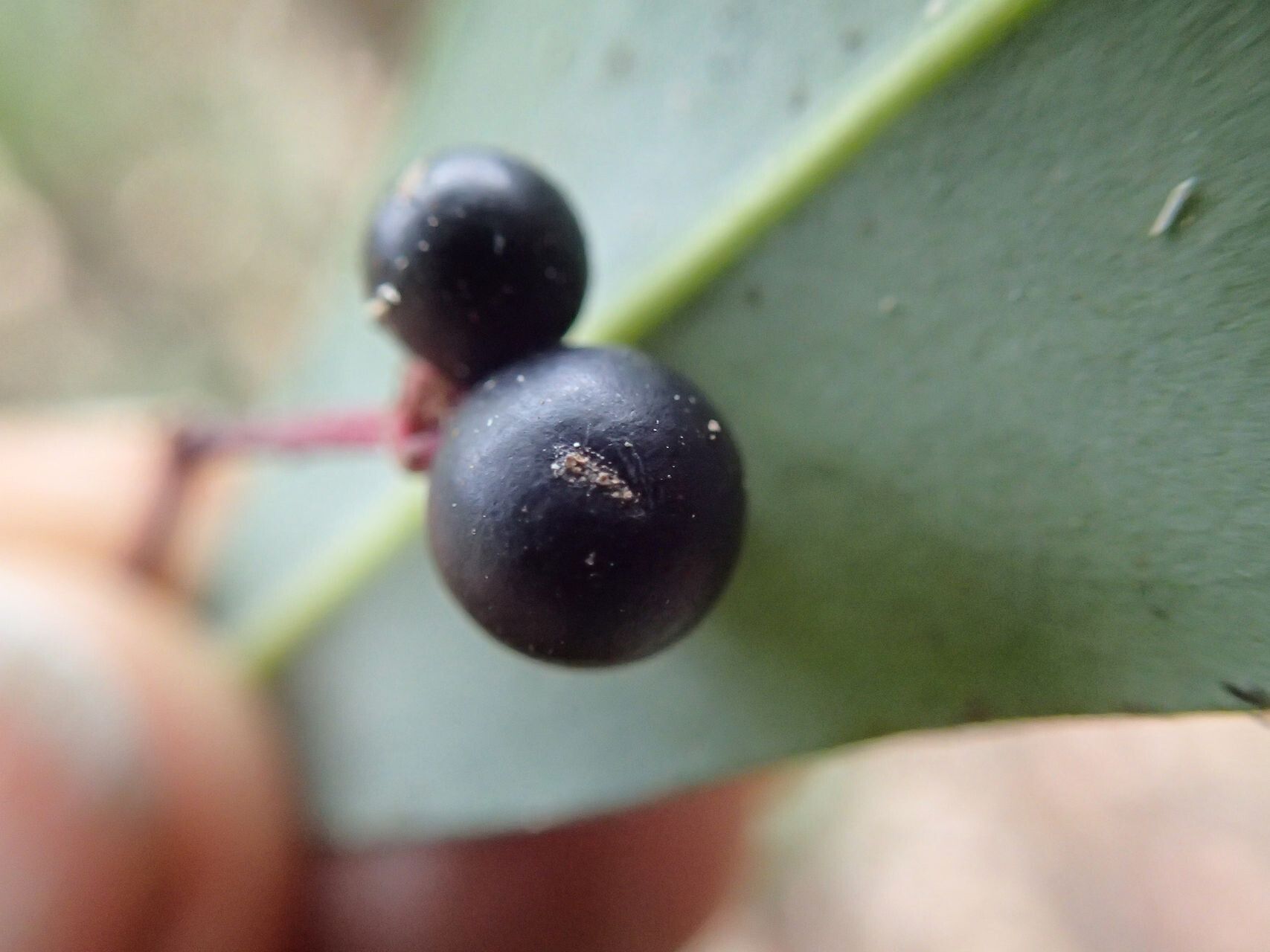 Zygogynum amplexicaule fruit