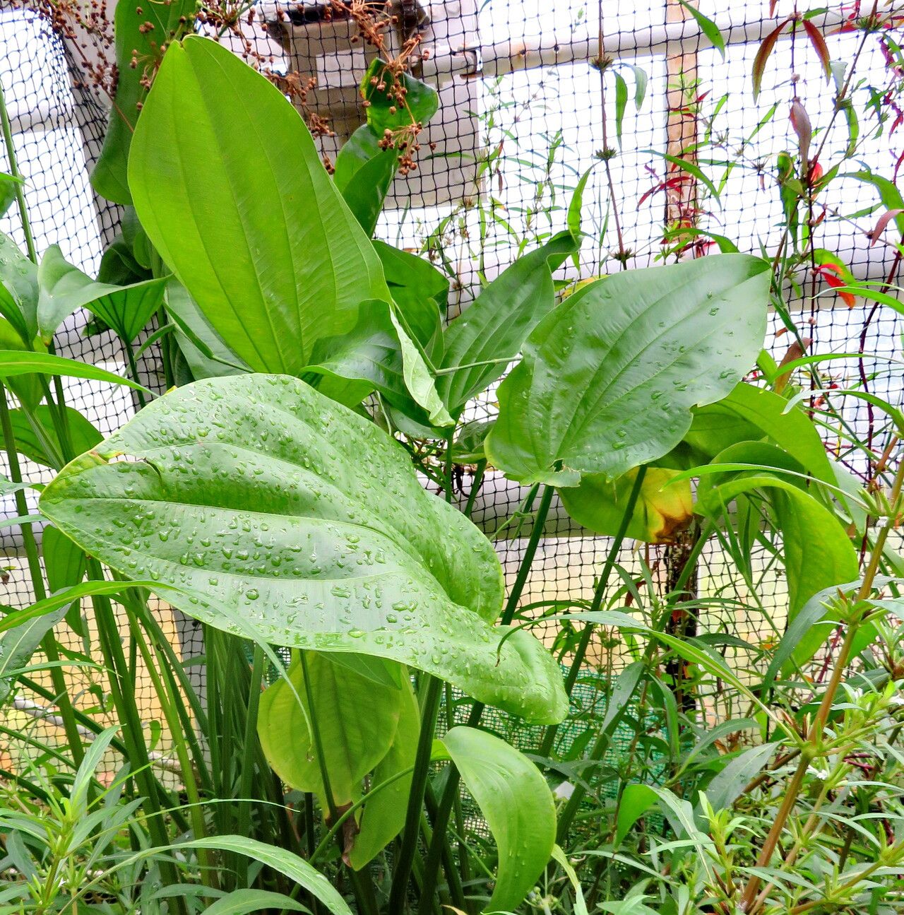 Aquarius floribundus habit