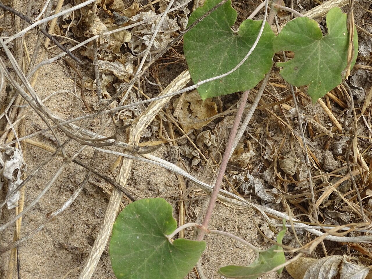 Pergularia daemia — search result for 'Apocynaceae'