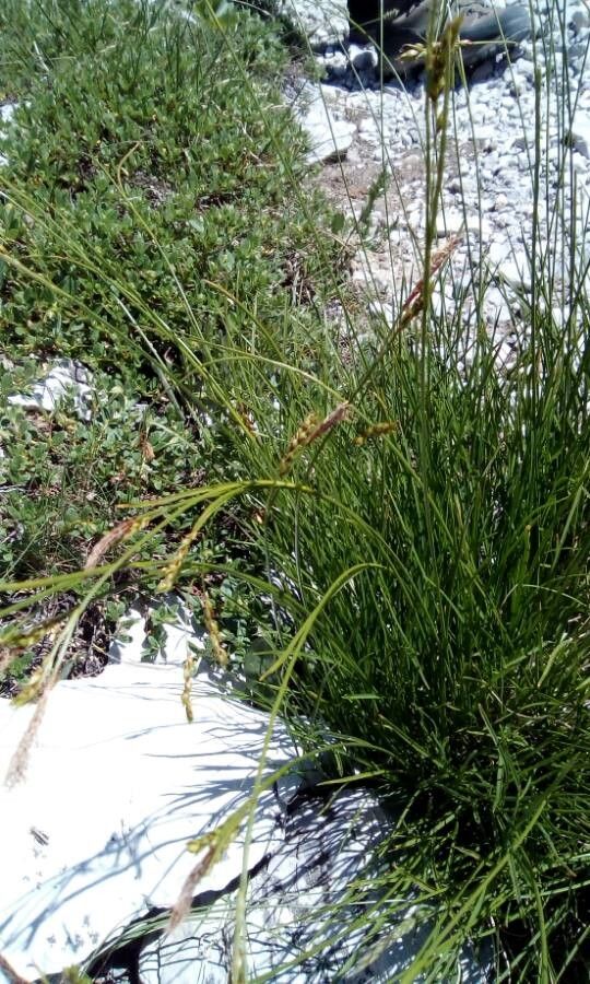 Carex austroalpina leaf