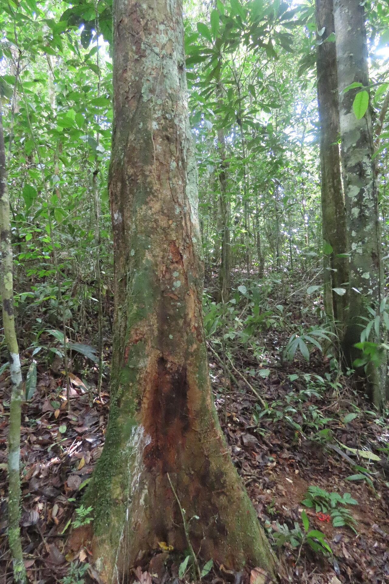 Cojoba catenata habit