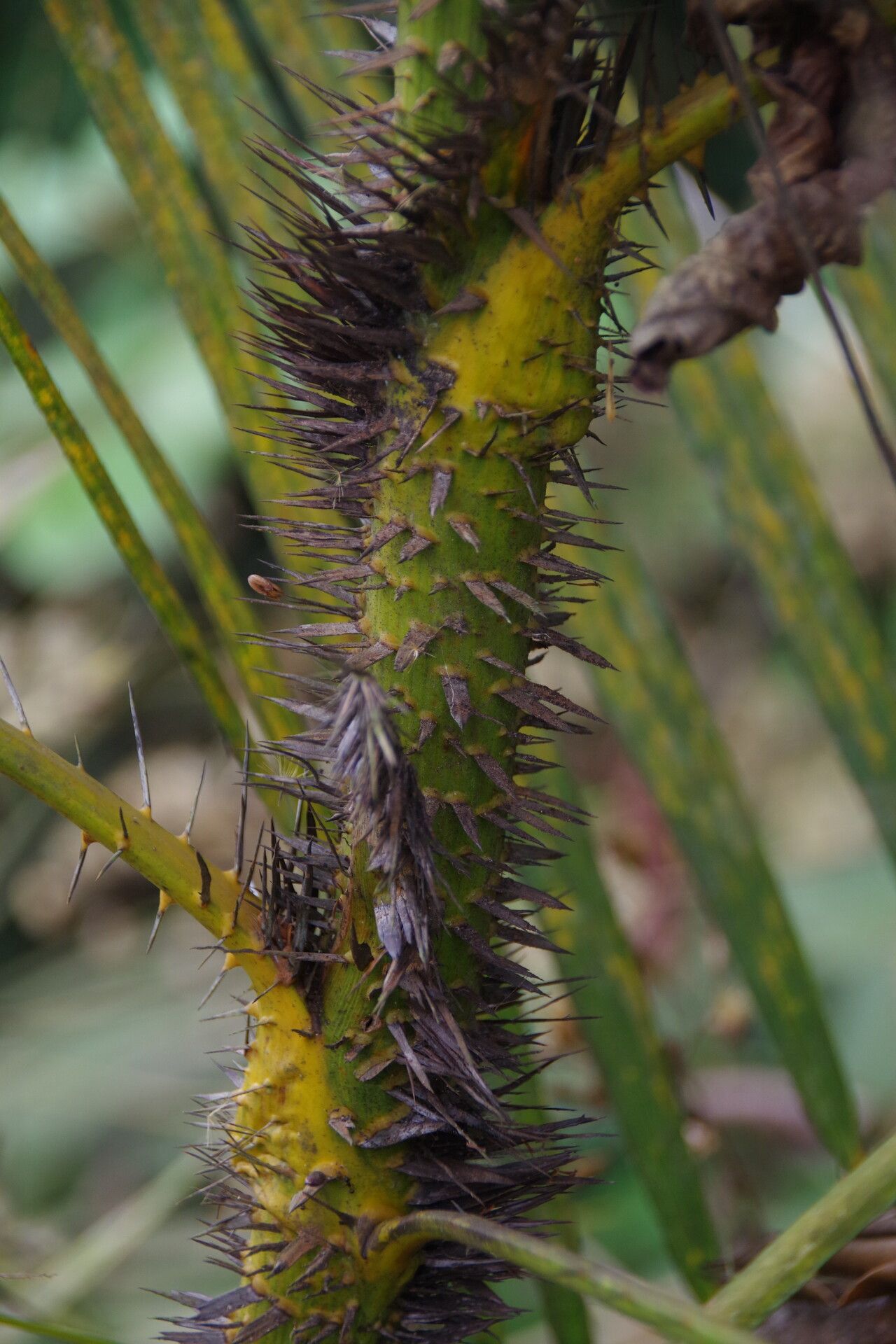 Calamus deerratus bark