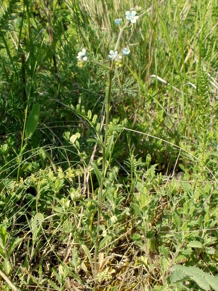 Lappula barbata habit