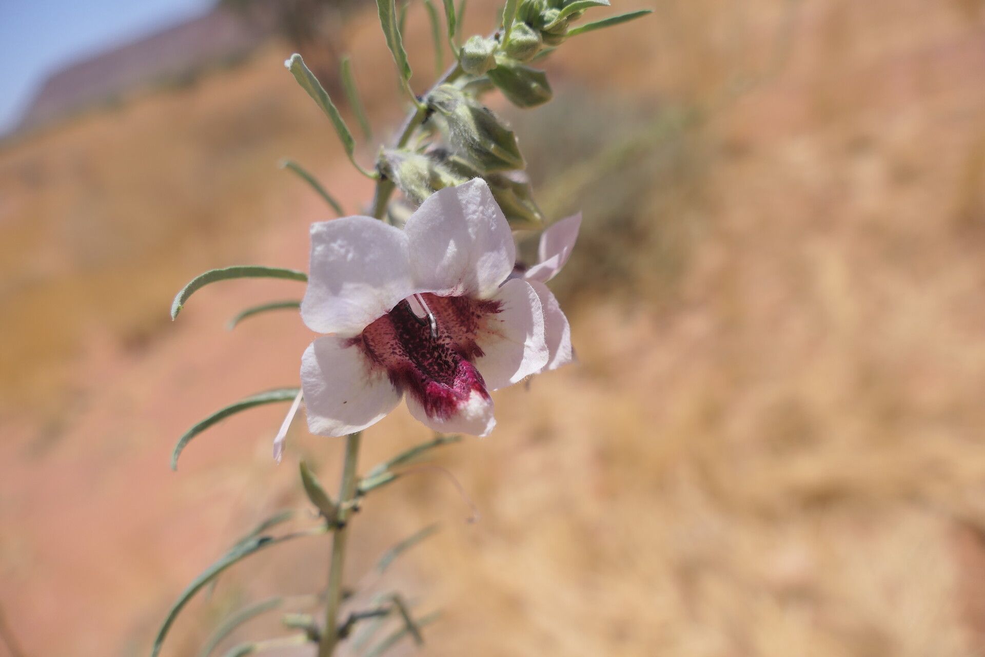 Sesamum triphyllum flower