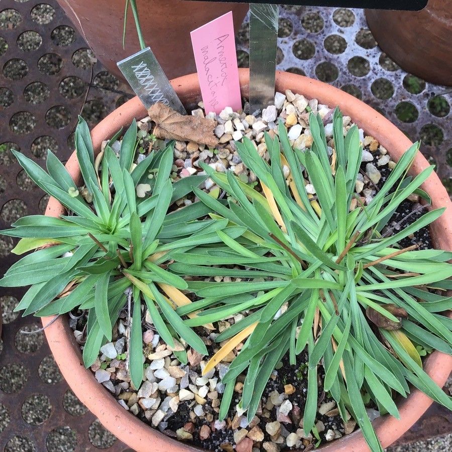 Armeria malacitana leaf