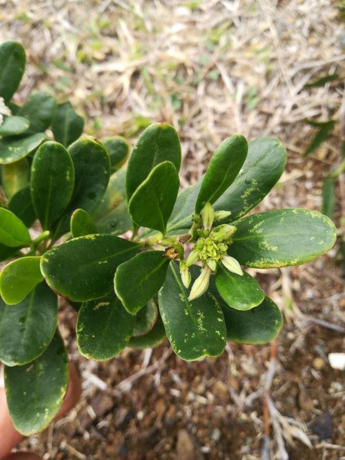 Scaevola montana leaf