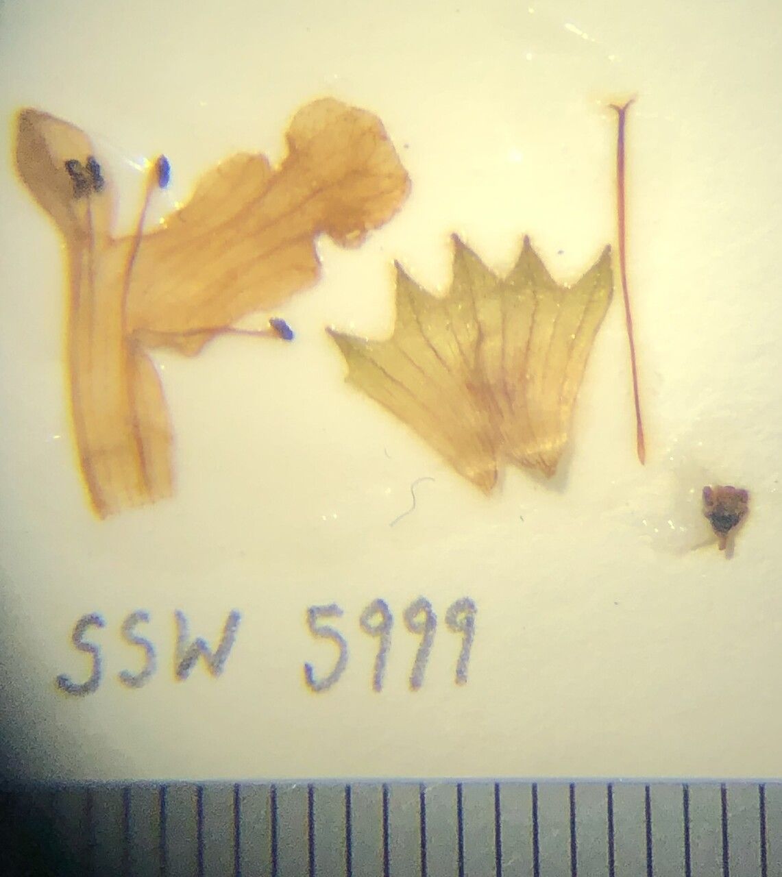 Stachys splendens other