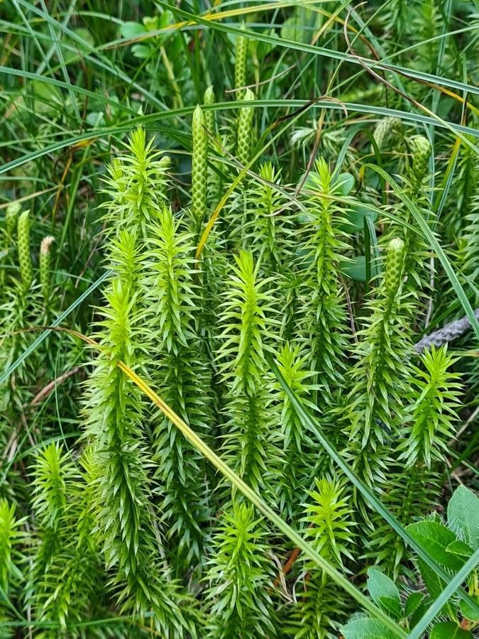 Lycopodium annotinum leaf