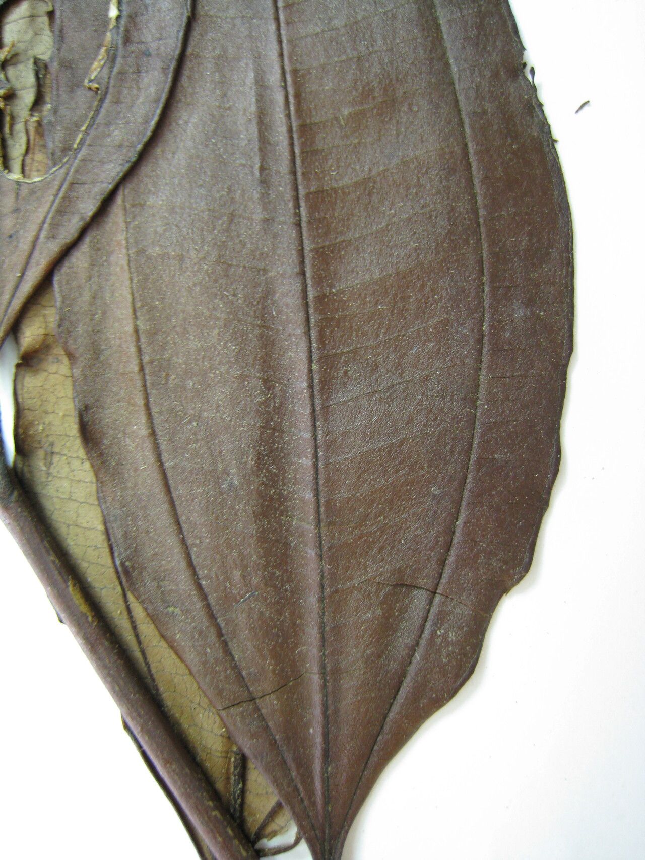 Miconia minutiflora other