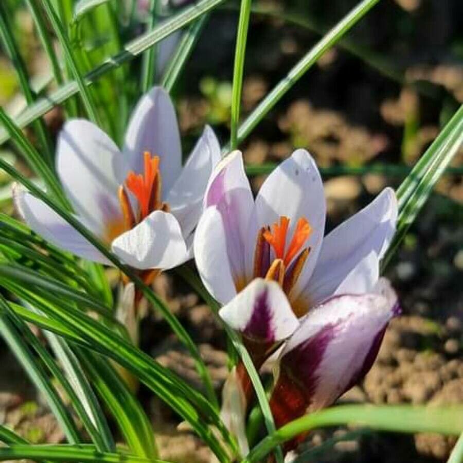 Crocus hartmannianus flower