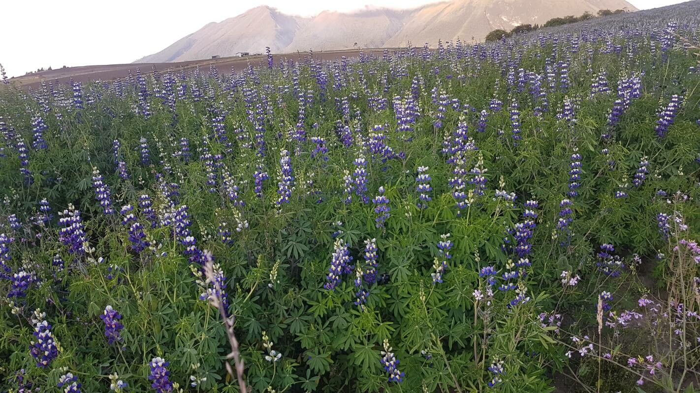 Lupinus mutabilis habit