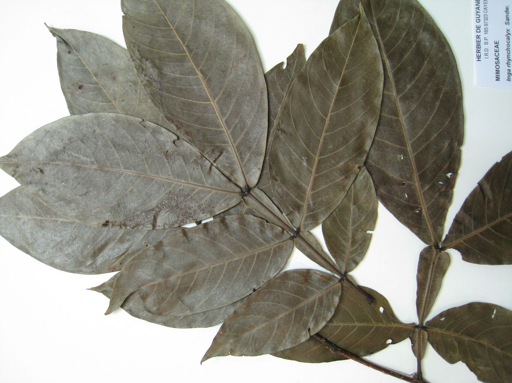 Inga rhynchocalyx — houseplant care guide