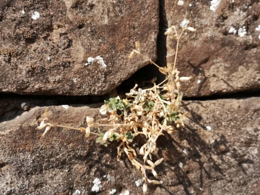 Cerastium pumilum fruit
