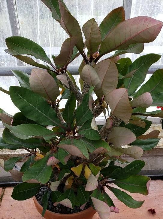 Euphorbia millotii habit