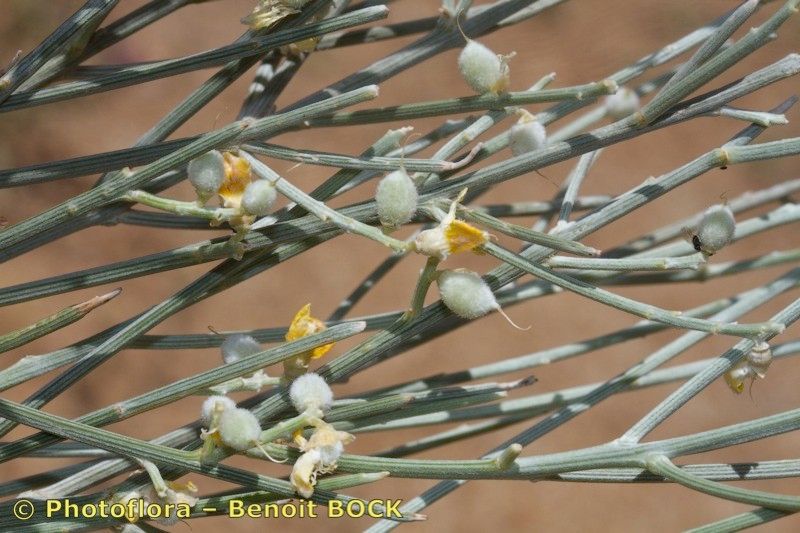 Retama dasycarpa other