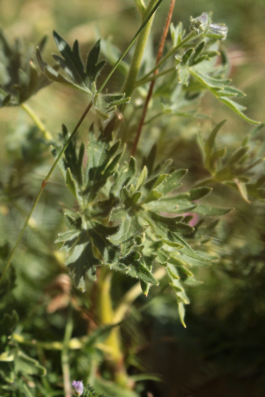 Delphinium montanum — search result for 'Delphinium'