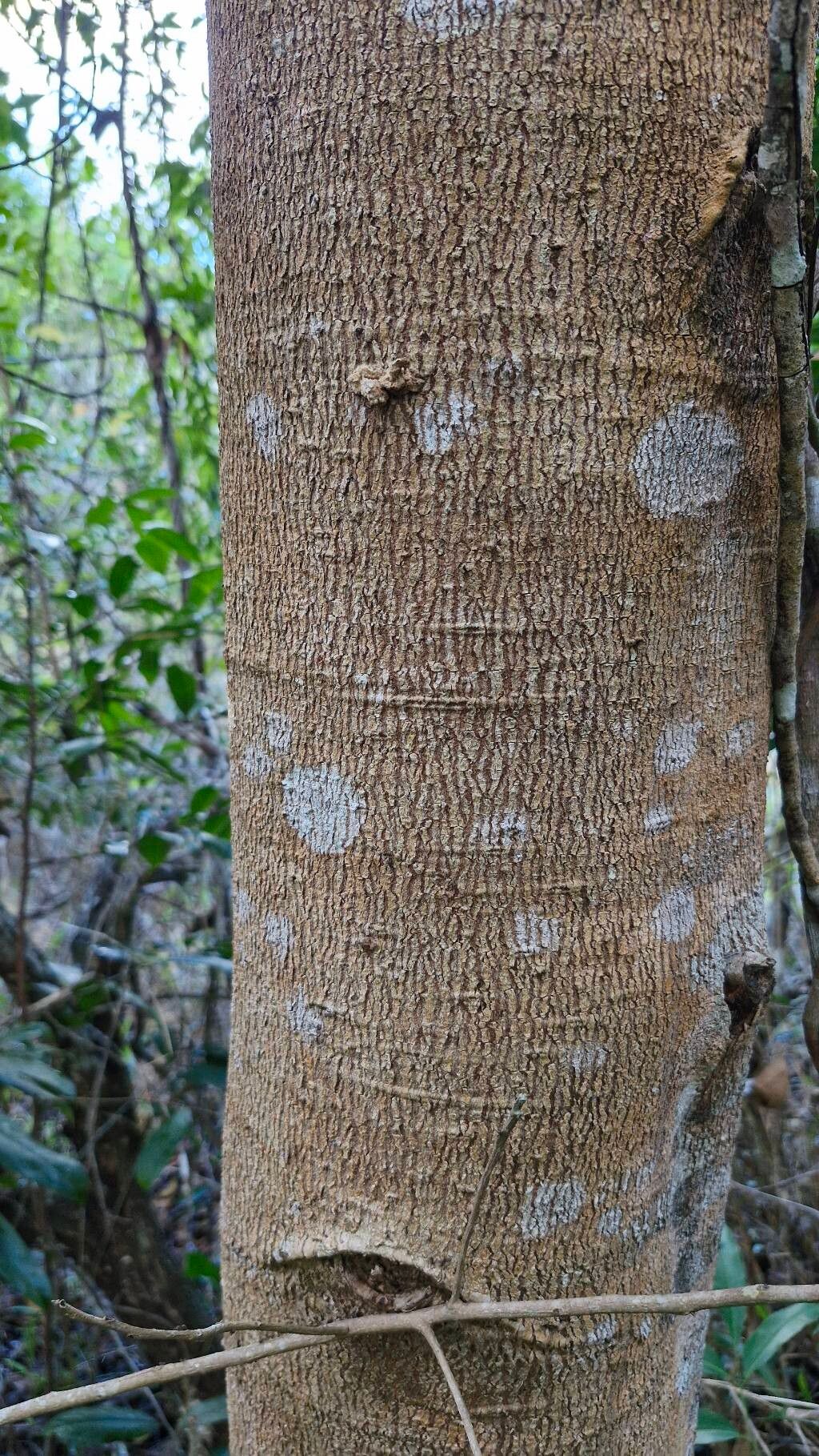 Symplocos nitens bark