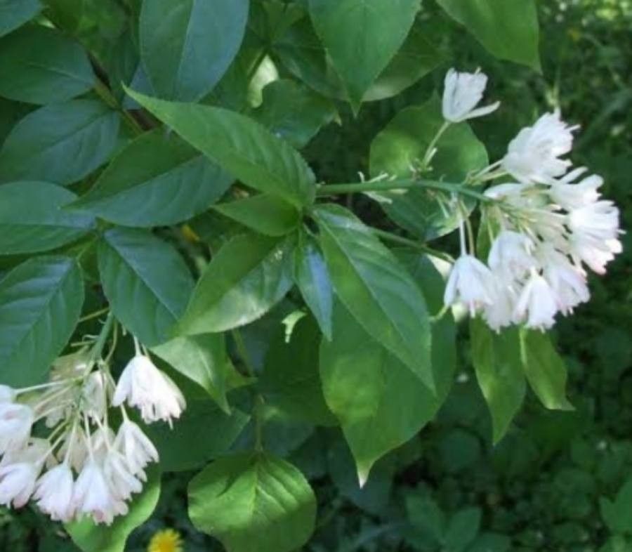 Staphylea trifolia flower