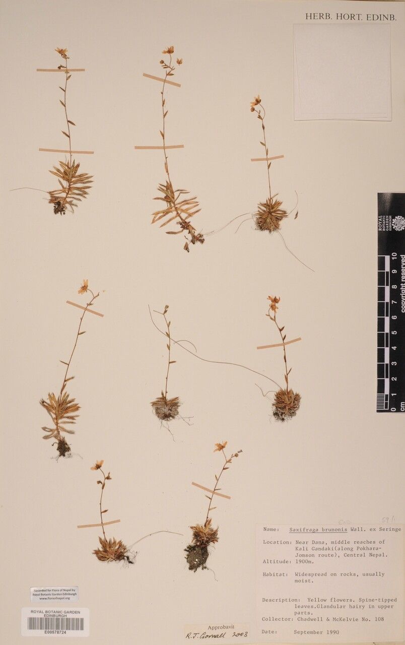 Saxifraga brunonis other