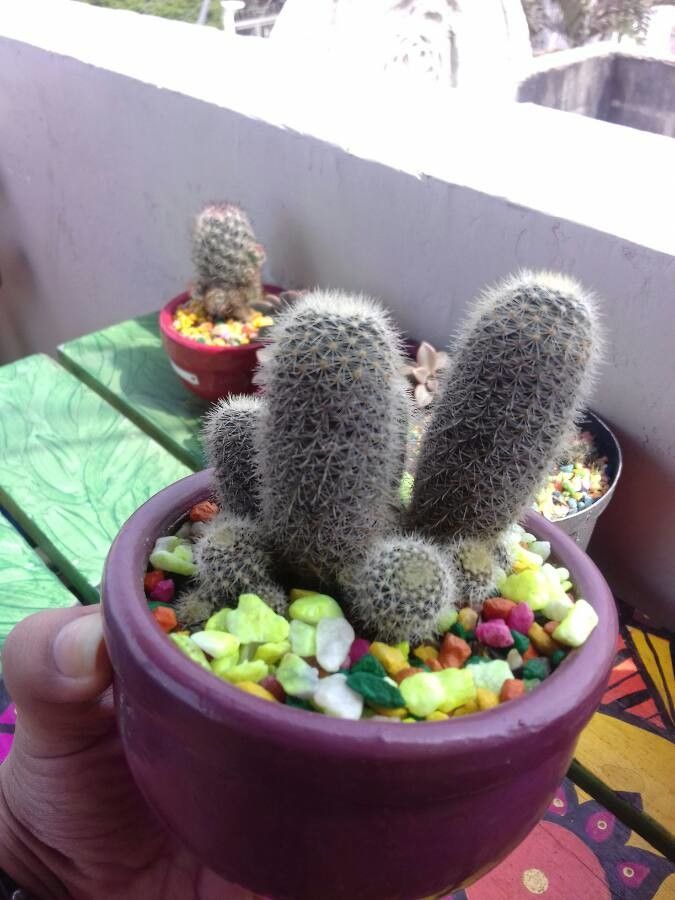 Mammillaria petterssonii leaf