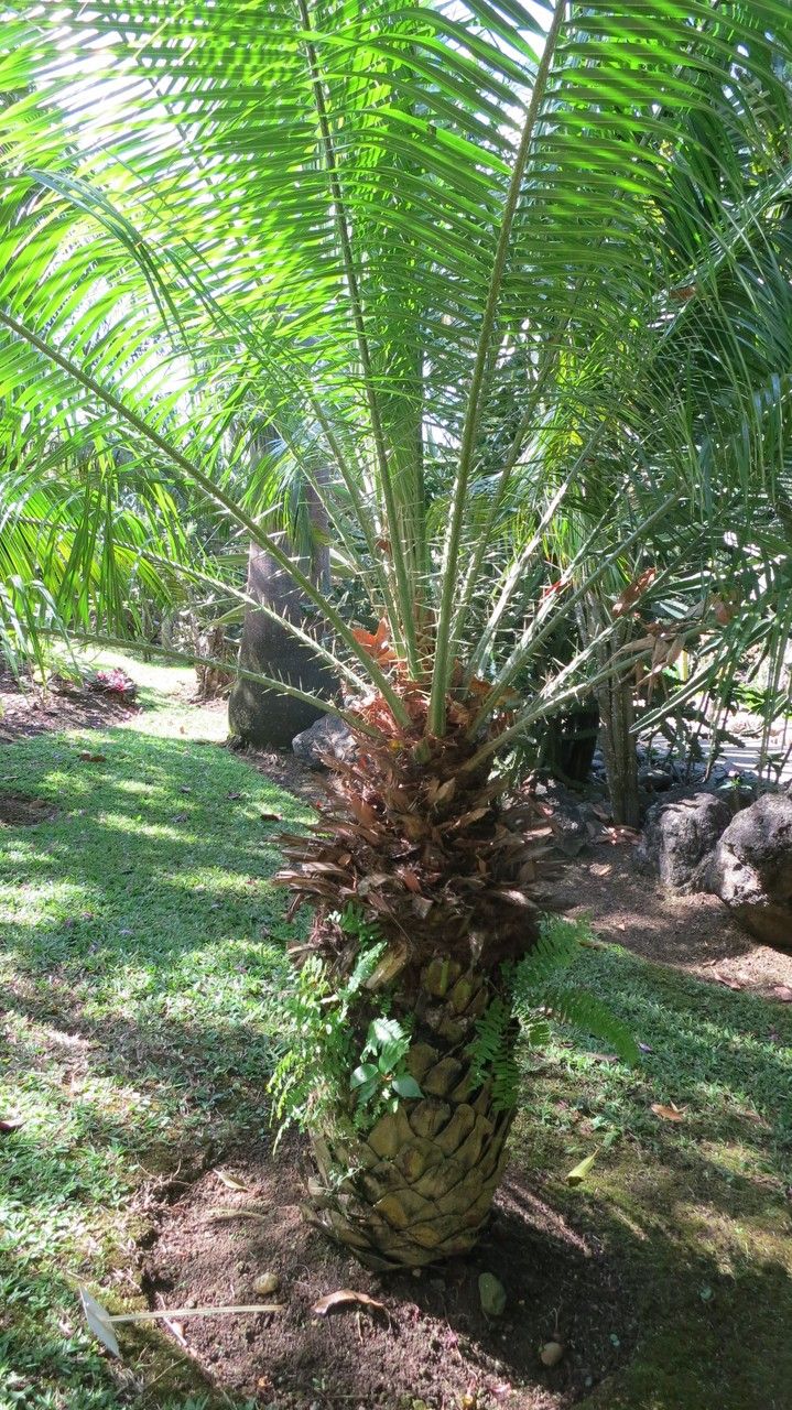 Phoenix rupicola habit