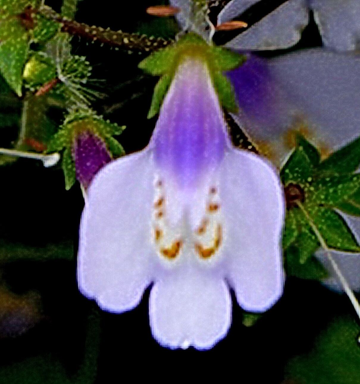 Mazus fauriei