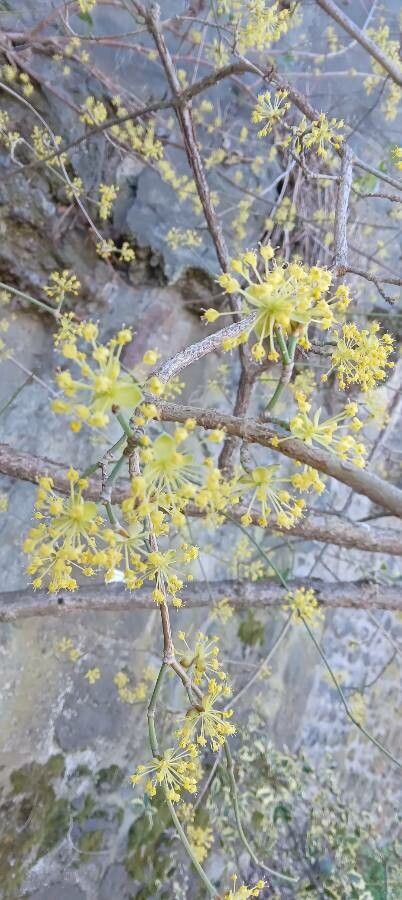 Cornus officinalis flower