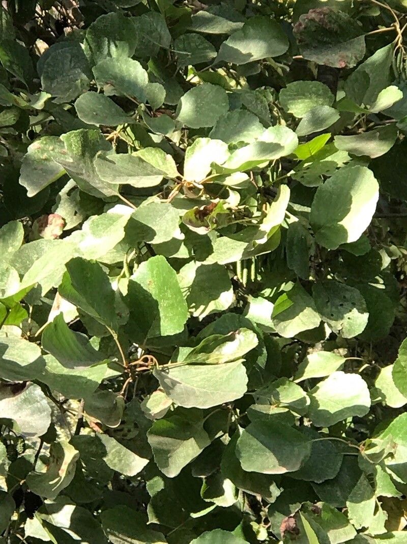 Cordia ovalis — search result for 'Cordia'