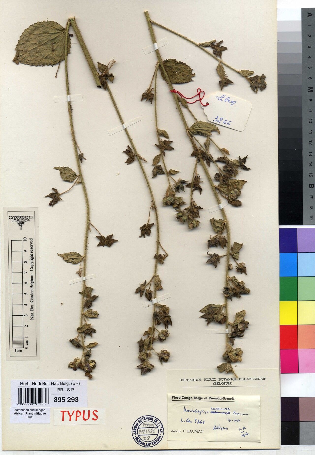 Kosteletzkya racemosa — houseplant care guide