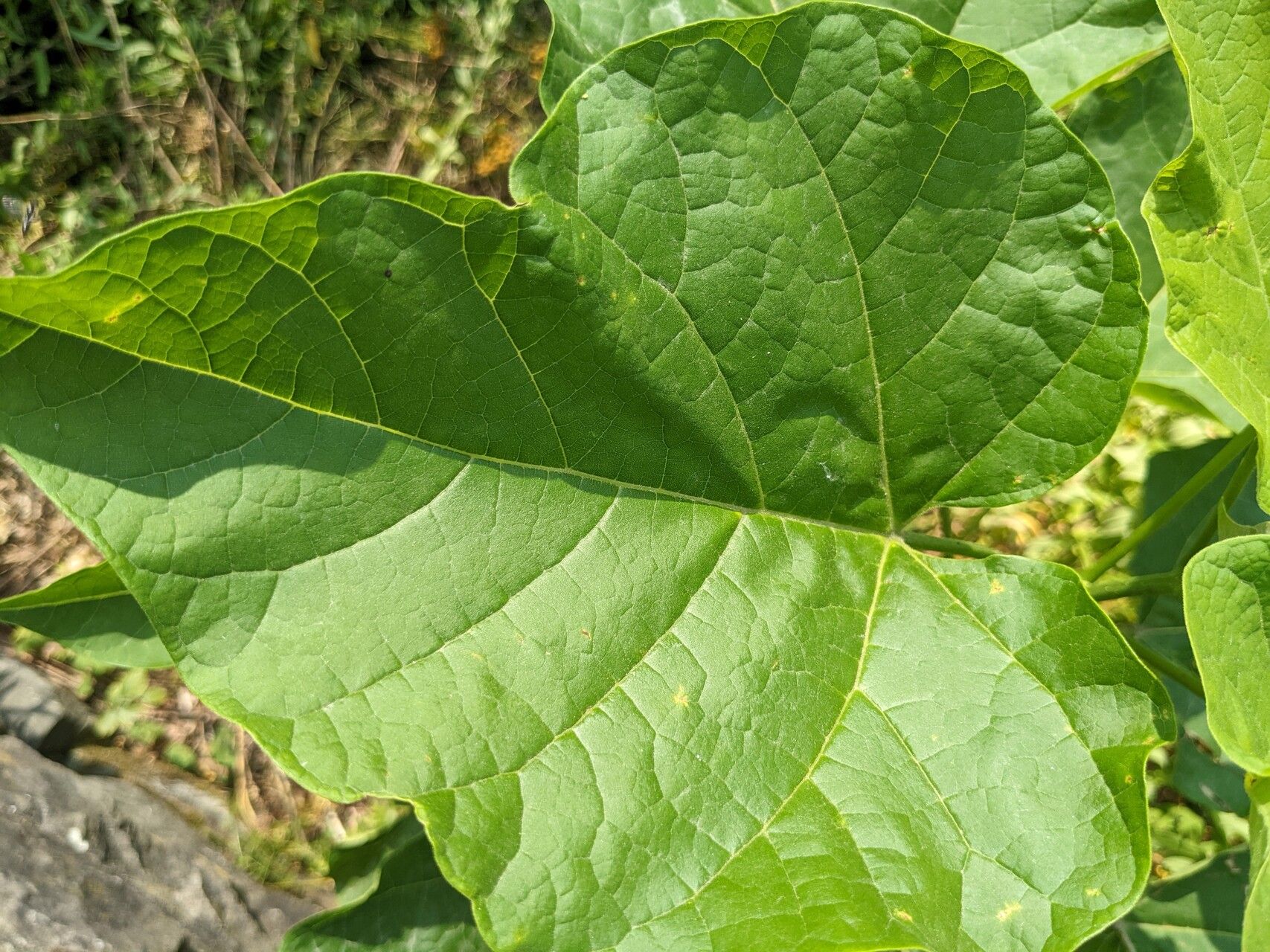Matelea carolinensis leaf