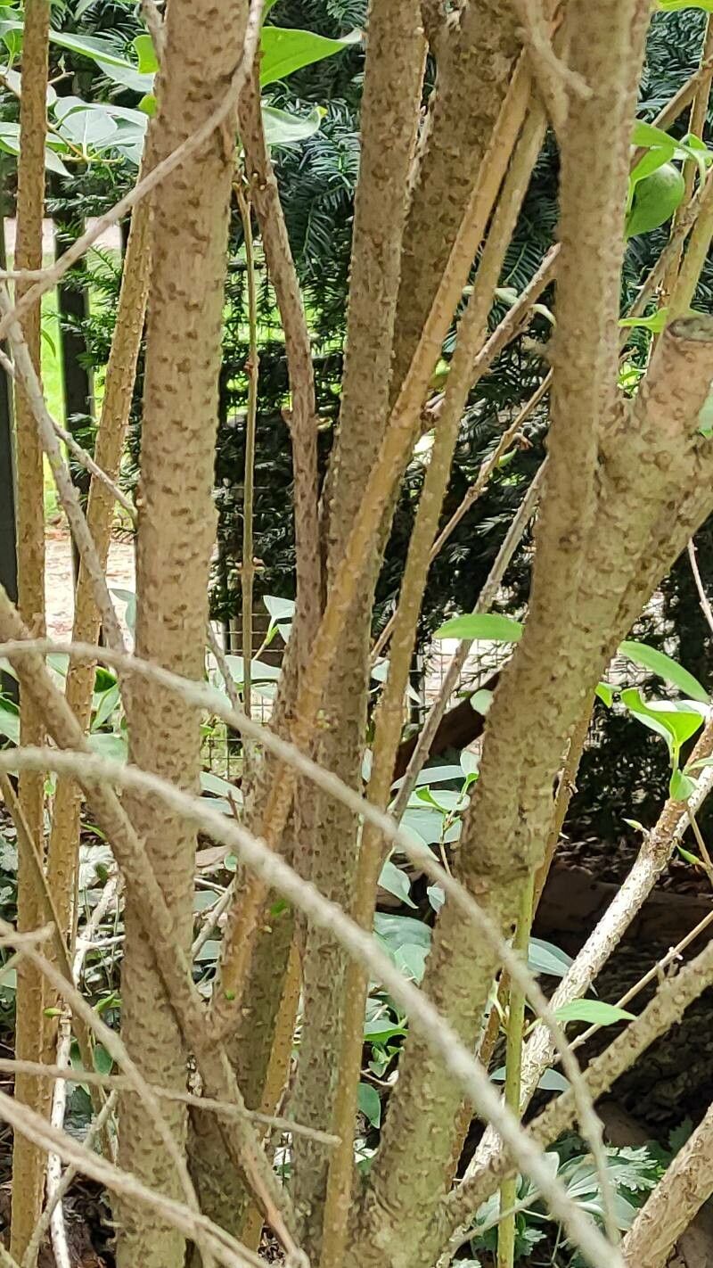 Forsythia giraldiana bark