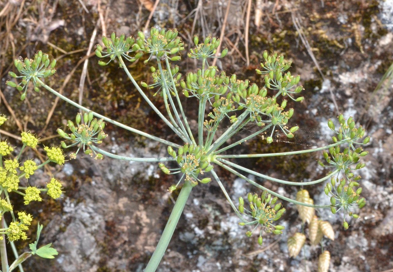 Tauschia kelloggii fruit