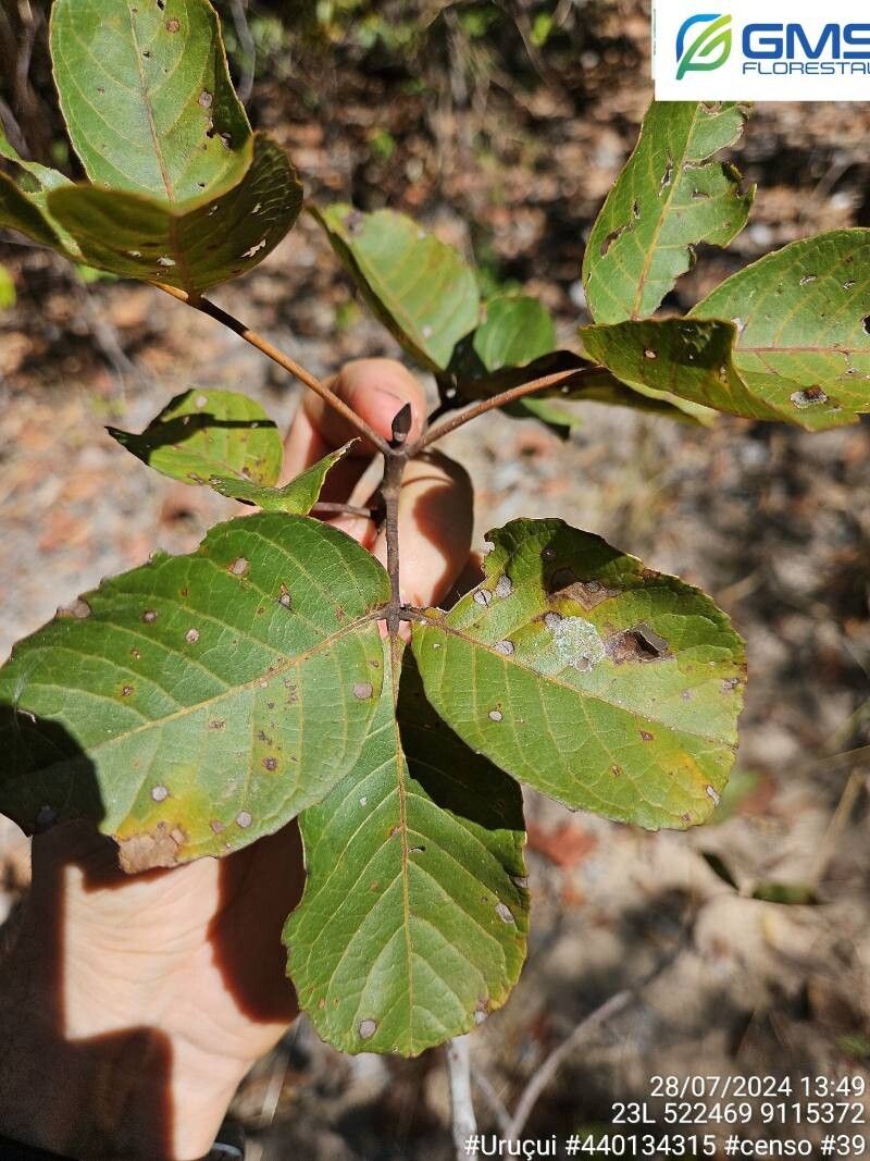 Caryocar cuneatum — related species from the same genus