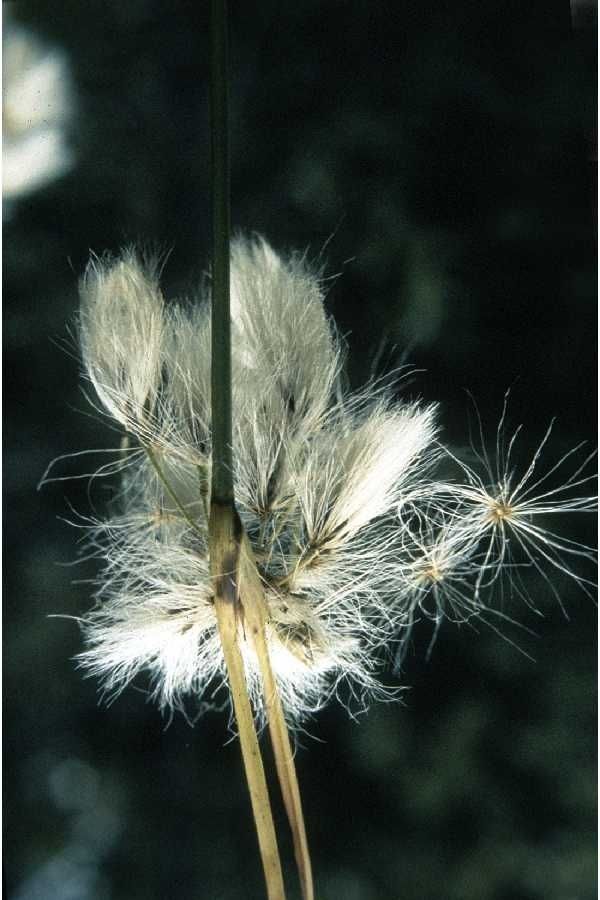 Eriophorum viridicarinatum — search result for 'Eriophorum'