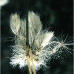 Eriophorum viridicarinatum