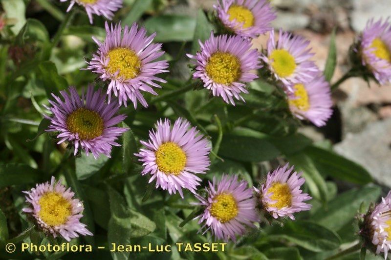 Erigeron paolii flower