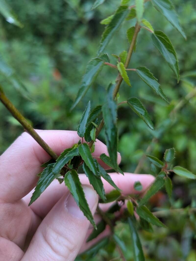Hibiscus dasycalyx — search result for 'Hibiscus'