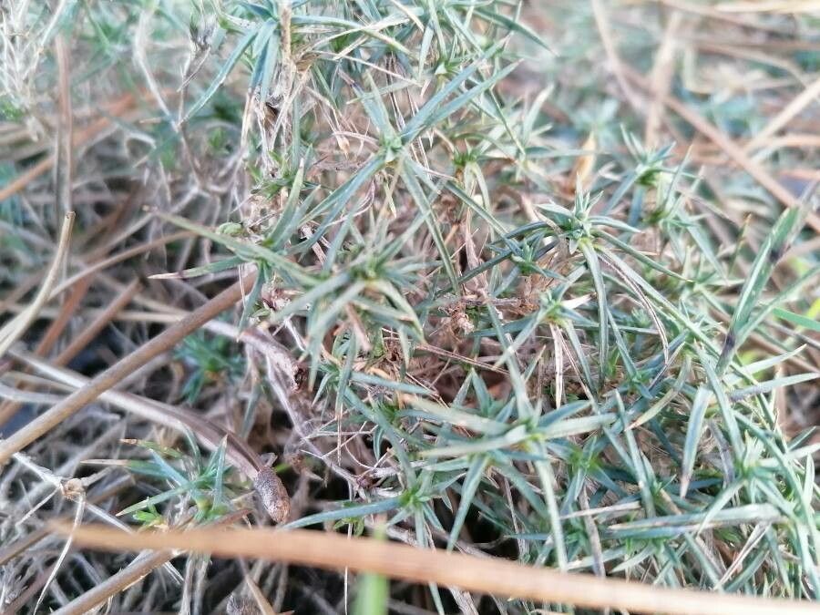Dianthus pyrenaicus leaf