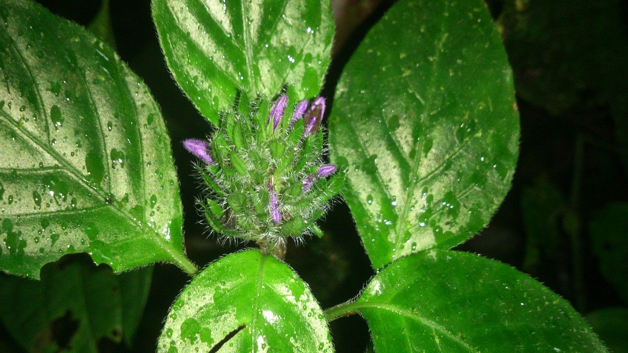 Justicia brenesii — houseplant care guide